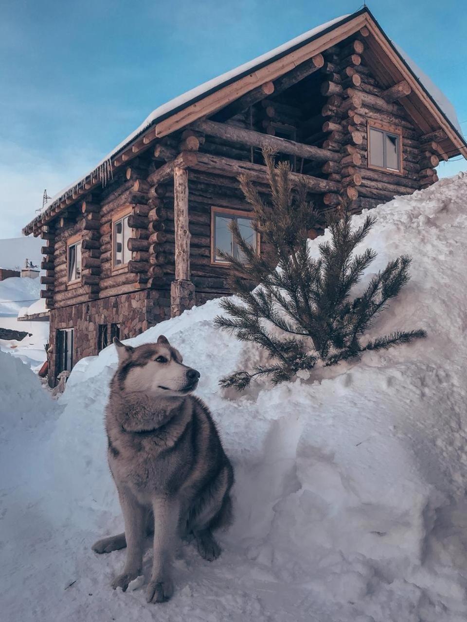 Mountain Cricket Chalets And Apartments Gudauri Kültér fotó
